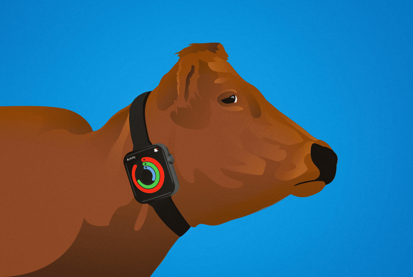 Cow Wearables Help America's Dairy Farmers Detect Bird Flu and Other Illnesses