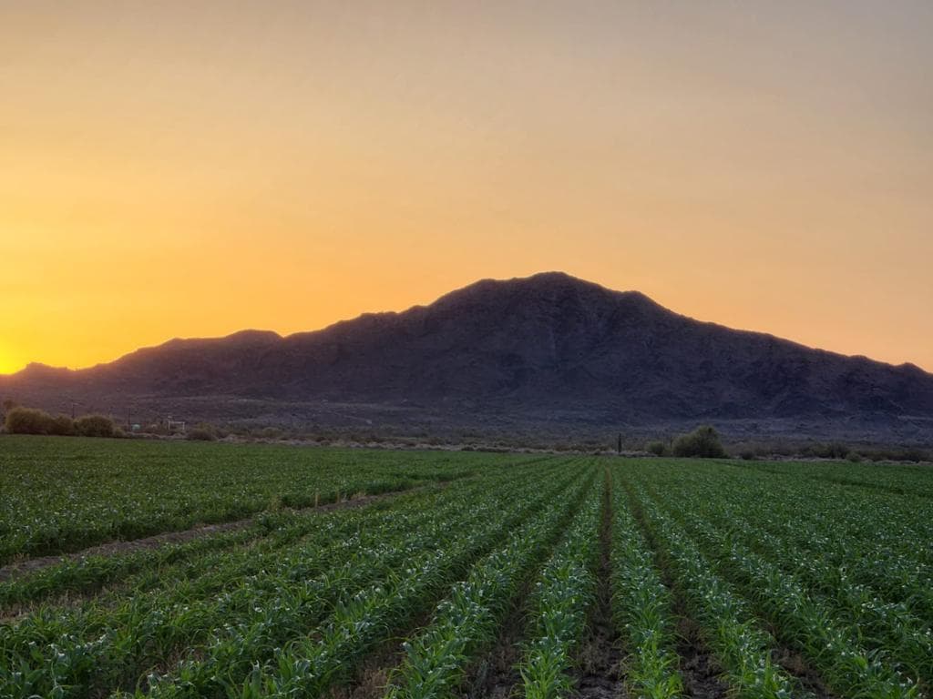 Agricultural crop fields at sunset with mountains in background