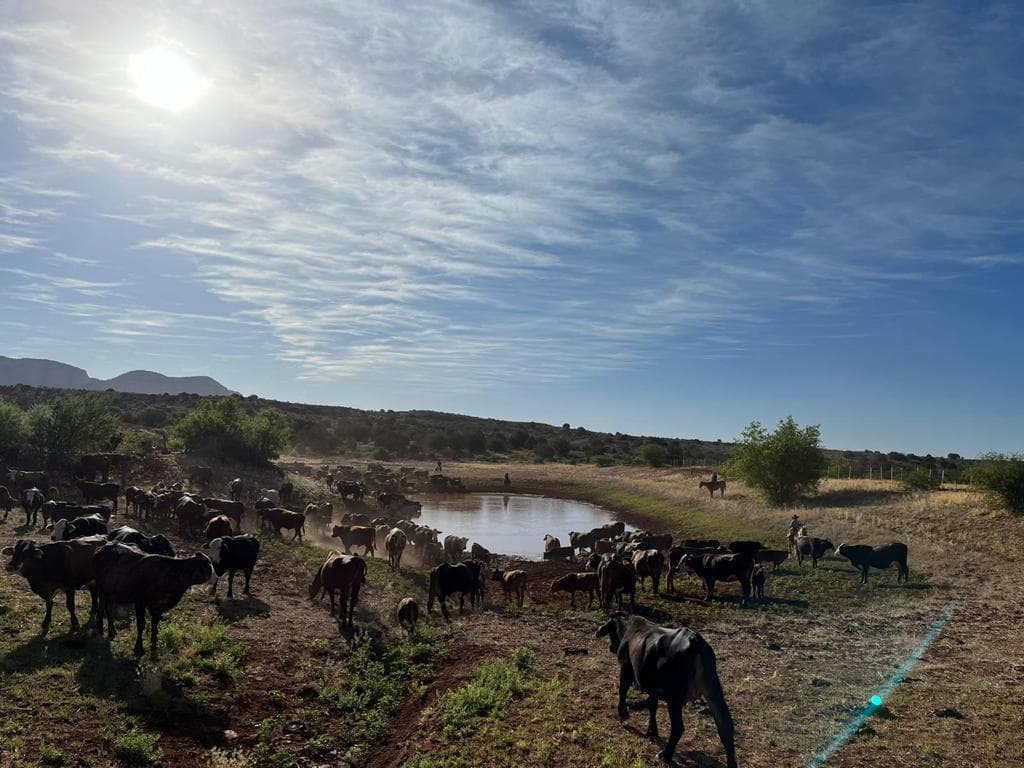 Ranch operations in northern Arizona showing cattle gathered around water source